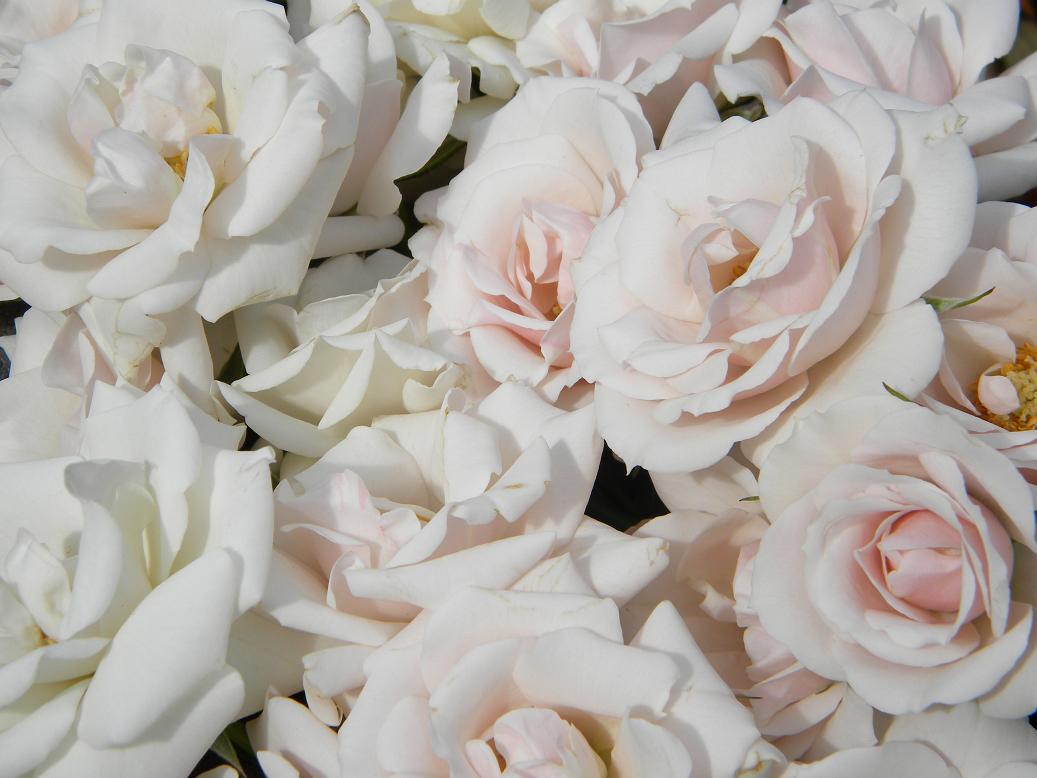 wedding bouquets roses wedding bouquets roses