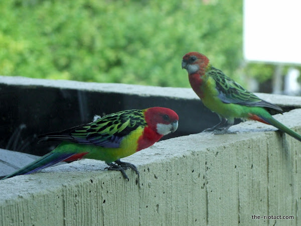 eastern rosellas