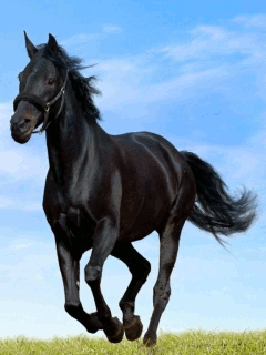 Konji Download-animacije-za-mobitele-011-konj