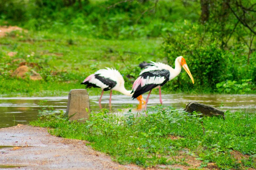 Painted storks hanging out on a partially flooded road in Yala after a heavy rainfall.