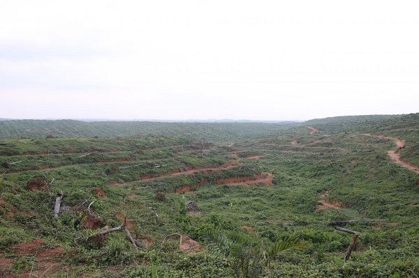 A Wilmar plantation in the Mbarakom area of Nigeria's southeastern Cross River State. Photo courtesy of Environmental Rights Action-FoE Nigeria.