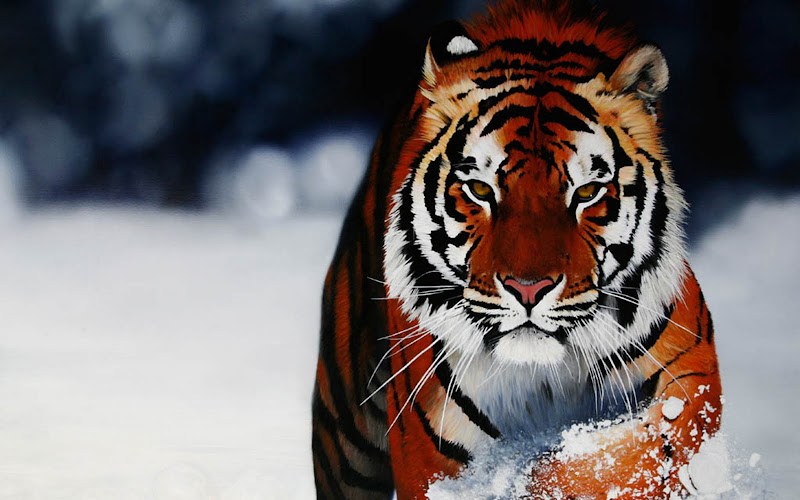 lrg-1488-tiger__playing_at_snow_-_cool_wallpaper.jpg