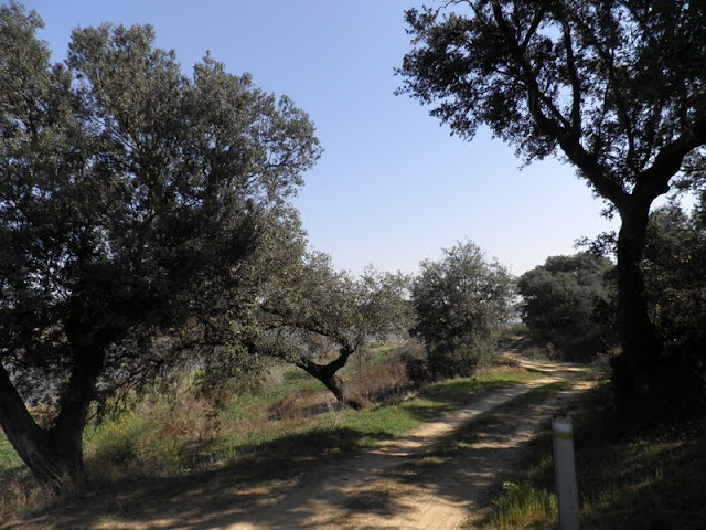 ALREDEDORES DE OLIVENZA: NATURALEZA Y MÁS - OLIVENZA, HIJA DE ESPAÑA Y NIETA DE PORTUGAL (4)