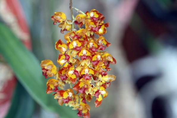 Baptistonia silvana  (Gomesa silvana) Photo