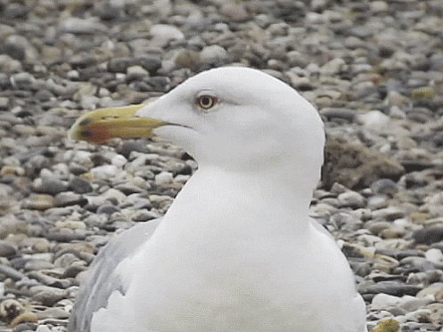 Ave cabeça gif Micael Reynaud Ave cabeça gif Micael Reynaud