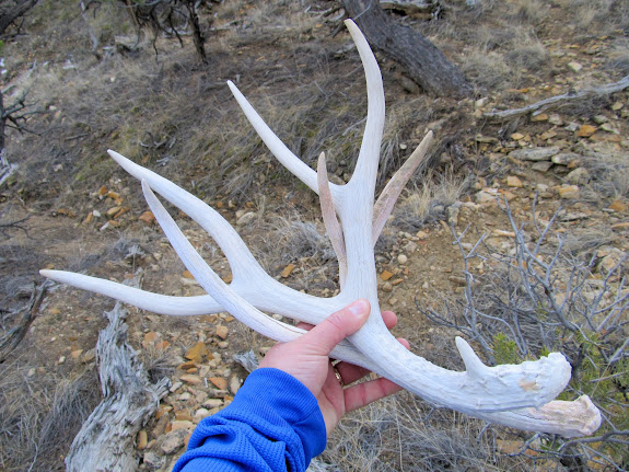 Two deer antlers that I picked up