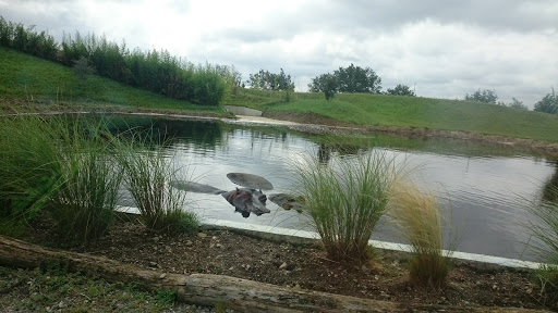 Zoo African Safari