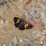 Butterfly (98489)