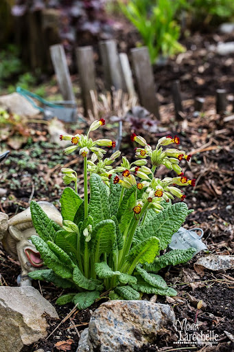 Primula veris Red Strain Primula-veris-red-strain-140514-70rm