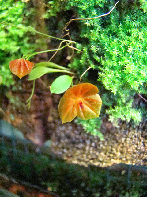Lepanthes telipogoniflora DSC02347