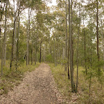 Narrow trail on the Green track near Mt Sugarloaf (324545)