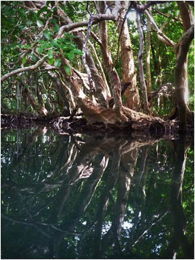 Amongst the mangroves