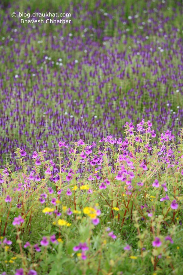 Different shades of nature at the Kas Plateau. Which one is yours?