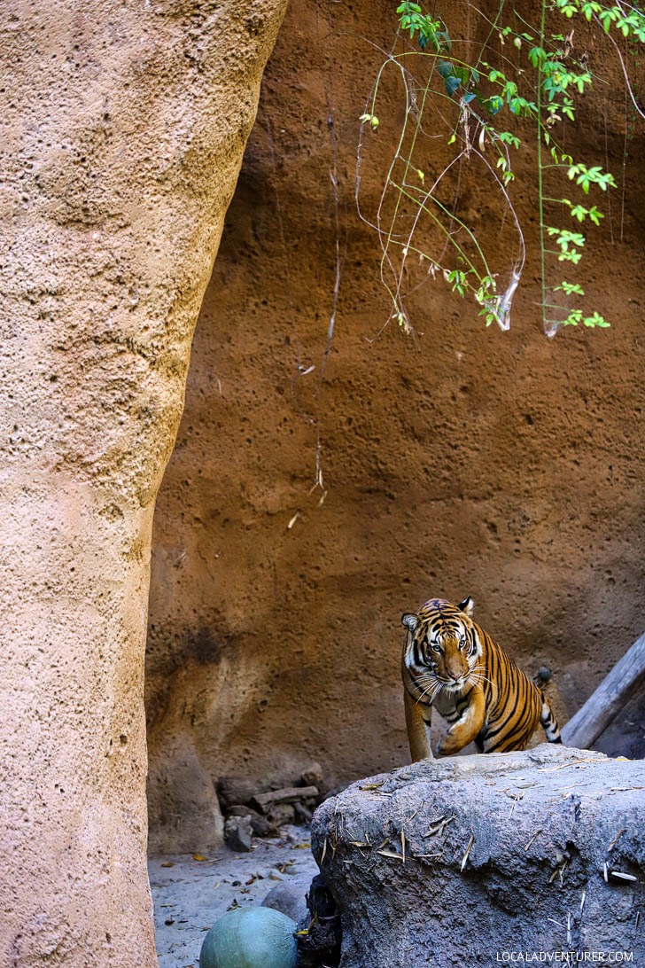 Tiger San Diego Zoo Animals.