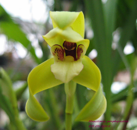 Brasiliorchis (Maxillaria) porphyrostele Maxillaria%2Bporphyrostele3%2Bmoi%2Bnom