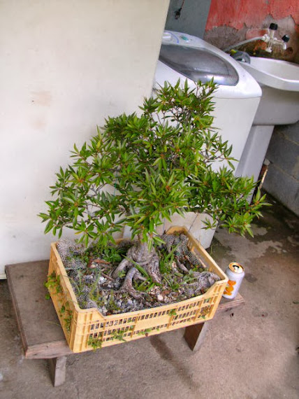 Ficus Nerifolia a venda... PICT3547