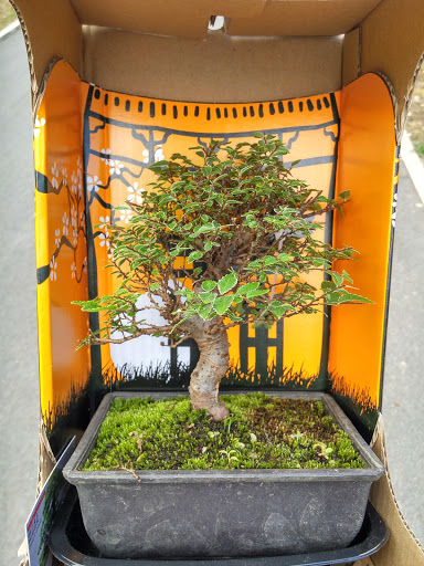 Irun Bonsai