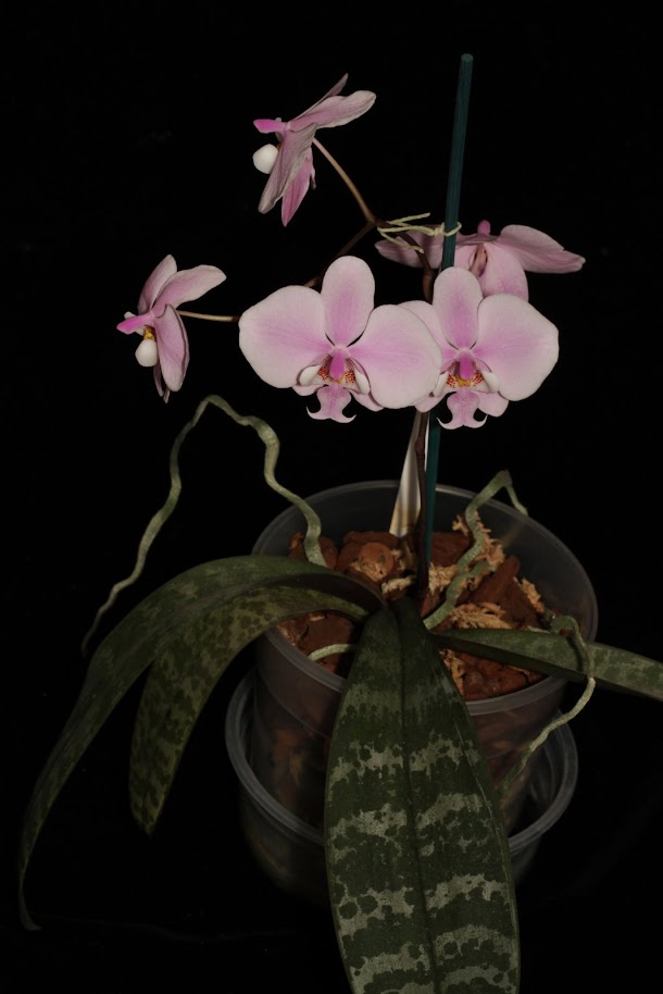 Phalaenopsis schilleriana IMG_2289