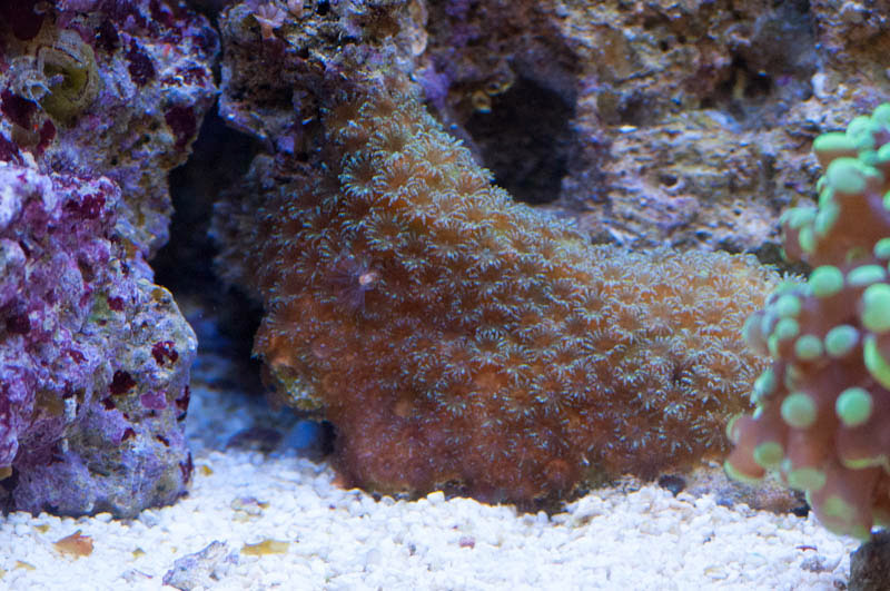 Identification coraux pierres vivantes DSC_1238