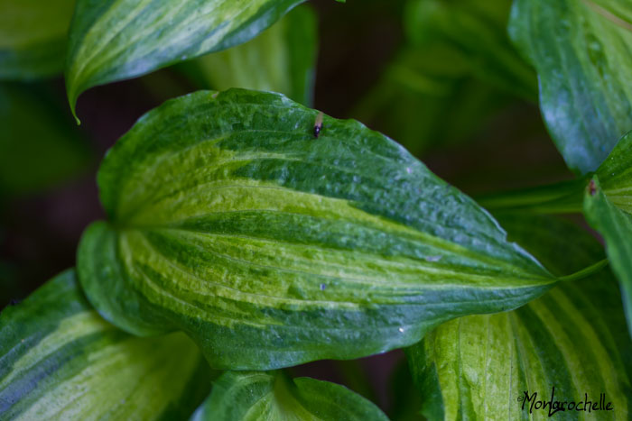 Hosta Geisha Hosta-geisha-120615_0095rm