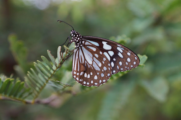 Шри-Ланка: на машине 1 100 км,  фото без комментариев, март-апрель 2013г.