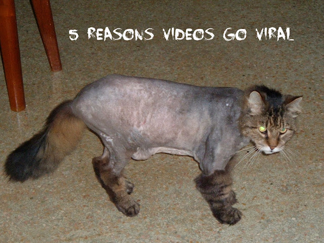 5 Reasons Videos go Viral