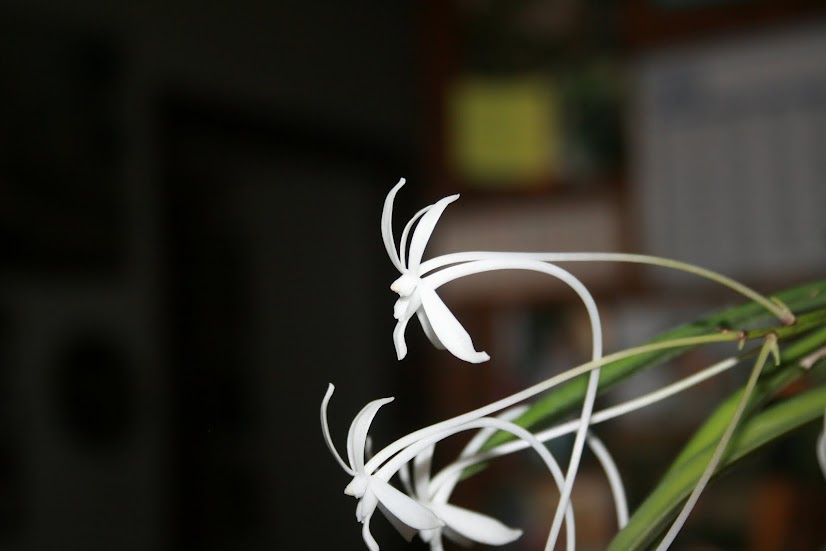 Neofinetia (Vanda) falcata amami IMG_1543