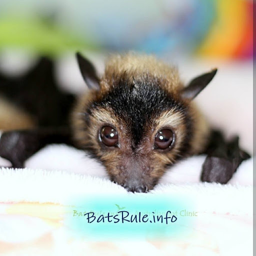 INFO ON BATS Microbats & Megabat, Flying fox, Fruit bat cover image