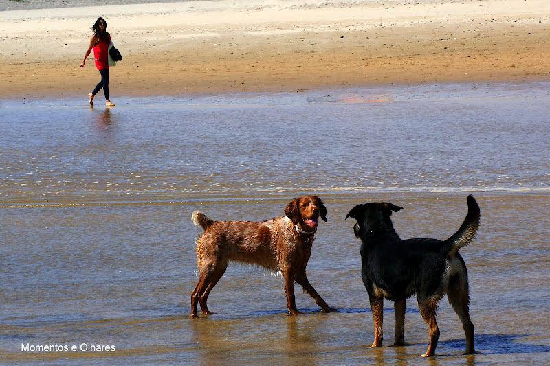 Cães na praia
