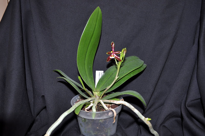 Phalaenopsis Man Cervi (Mise à jour) DSC_0016