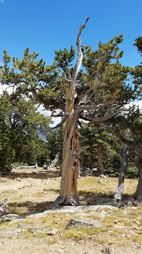 Nature Preserve «Mount Goliath Natural Area», reviews and photos, Mt Evans Rd, Evergreen, CO 80439, USA