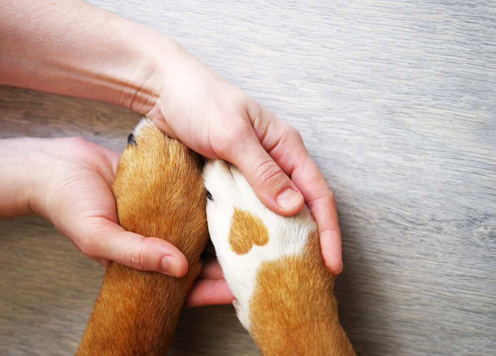 human hands holding dog paws