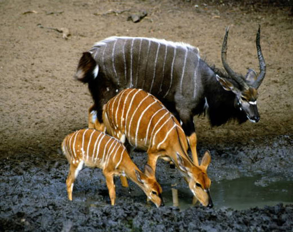 21 animal. Антилопа Nyala. Горная Ньяла антилопа. Африканская антилопа Ньяла самец. Парнокопытные животные.