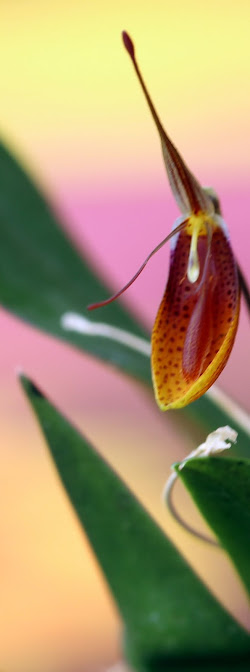 Restrepia cymbula IMG_8435