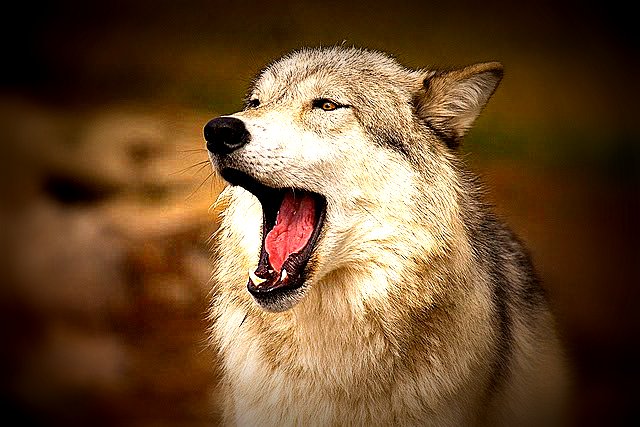Yawning+Wolf.jpg