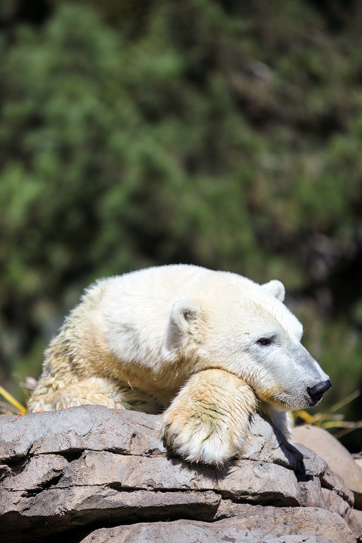 Polar Bear San Diego Zoo California.