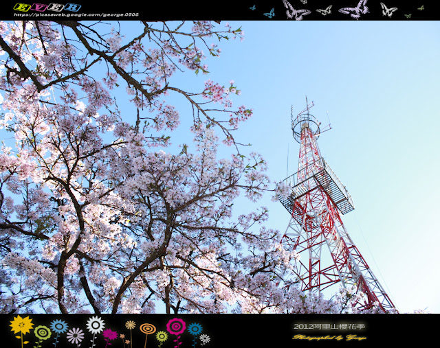 2012阿里山櫻花季