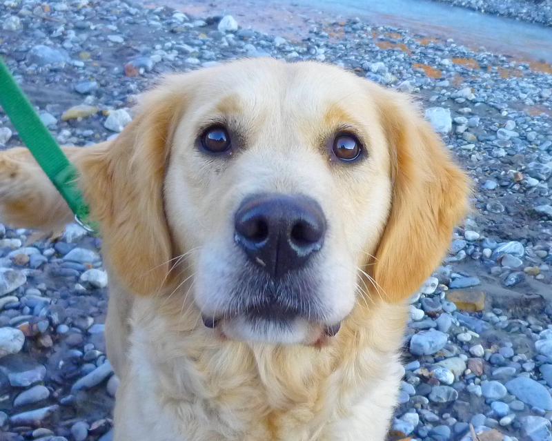 DIANA - golden retriever 4 ans - Refuge de Digne '04) DIANA%252001%2520DEC%25202012%25202