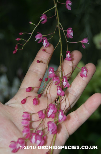 Растения из Тюмени. Краткий обзор - Страница 7 Symphyglossum-sanguineum