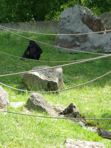 Gorillas Pavilion - Zoo Prague