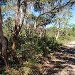 Geebung Track near Campbell Dr (250339)