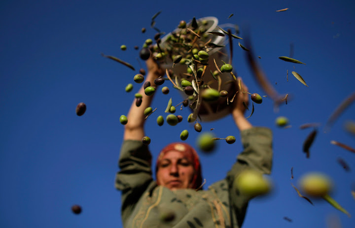 Uma palestina Eyad, 45, despeja um balde de azeitonas pegou antes de classificar as folhas, durante a colheita, nos arredores da cidade cisjordaniana de Ramala em 27 de setembro de 2010. (AP Photo / Muhammed Muheisen) #