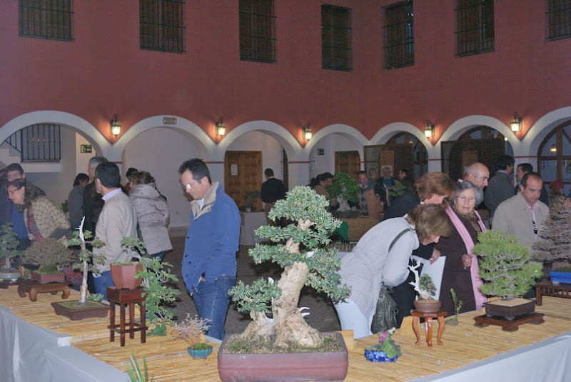 XI Exposición Invernal de bonsai de la A.S.B. Chokkan 023%252520XI%252520Exp.Inv.%252520ASBC%25252020111203%252520154