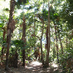 Under the cabbage palms (176109)