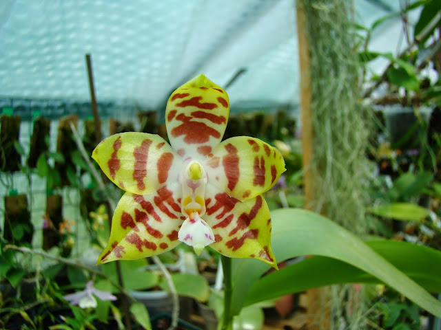 Phalaenopsis ambonosa (mais surement pas) DSC01392
