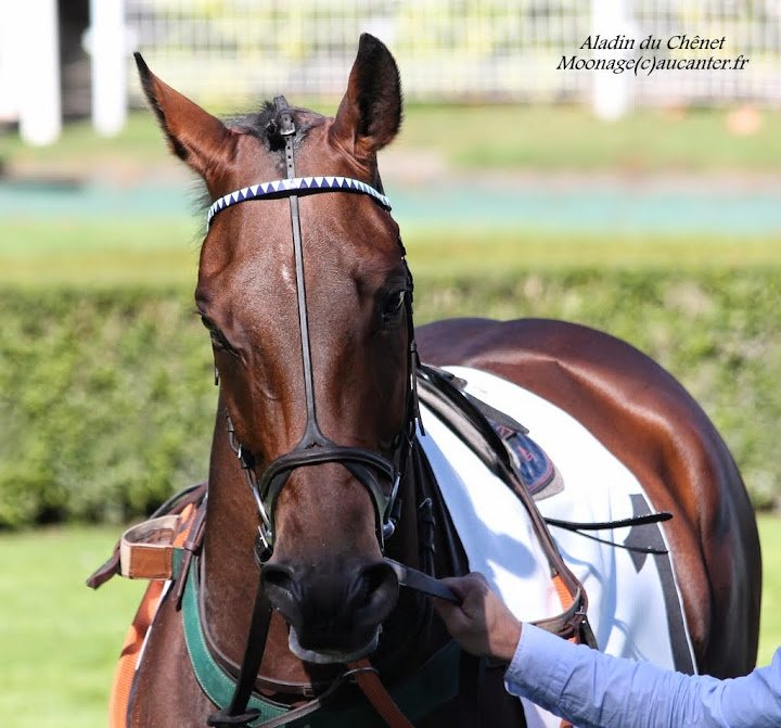 Photos Auteuil le 27-09-2014 IMG_4367