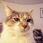 Mimi the Cat's user avatar