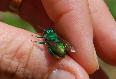 Amazon: Orchid Bees