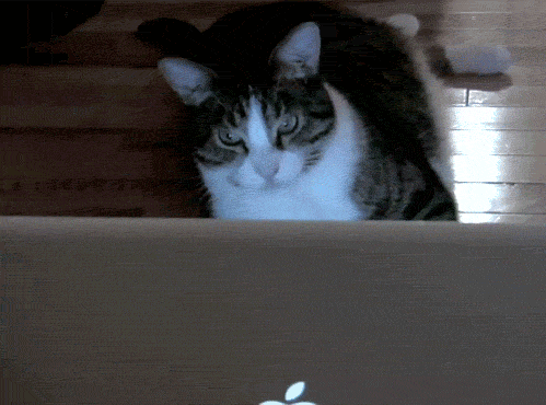 tu gato es flojo tu gato es flojo