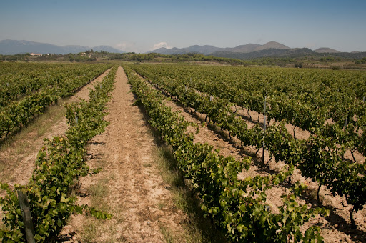 Main image of Cellers d'en Guilla